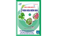 PHMH NVT (Phân hóa mầm hoa)